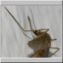 Culex cf pipiens - Gemeine Stechmuecke w03 5mm.jpg